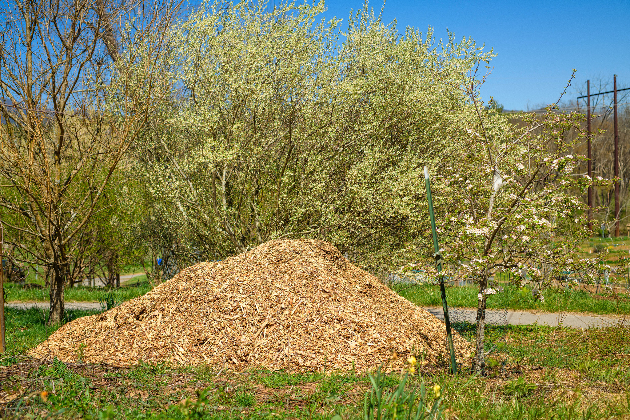 Mulching Guide The Type to Use, and Where and How to Do It